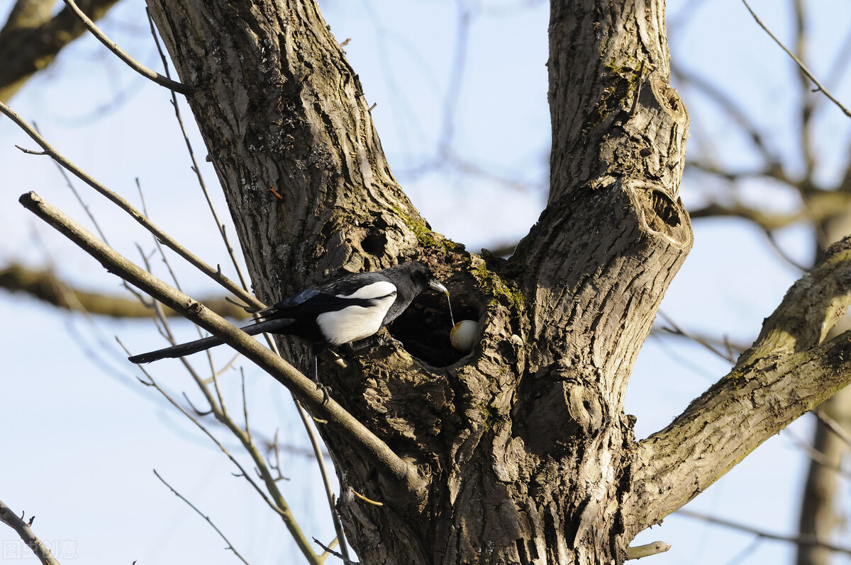曾是传统的吉祥鸟备受喜爱，如今泛滥成了“害鸟”，让村民生厌