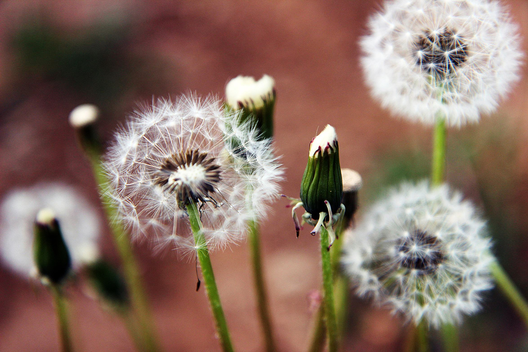 小时候玩过的蒲公英竟然是良药：消炎解毒，妇科疾病的克星