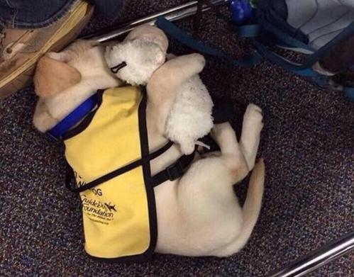 紫心勋章导盲犬,导盲犬没有勋章的视频