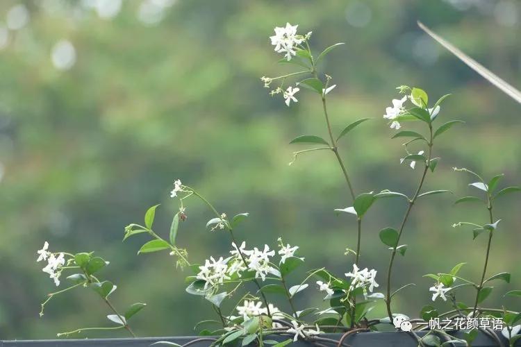 络石(Trachelospermumjasminoides)