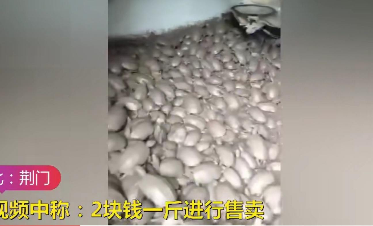 洪水侵袭，湖北荆门稻田里乌龟密密麻麻，当地老乡:发财了