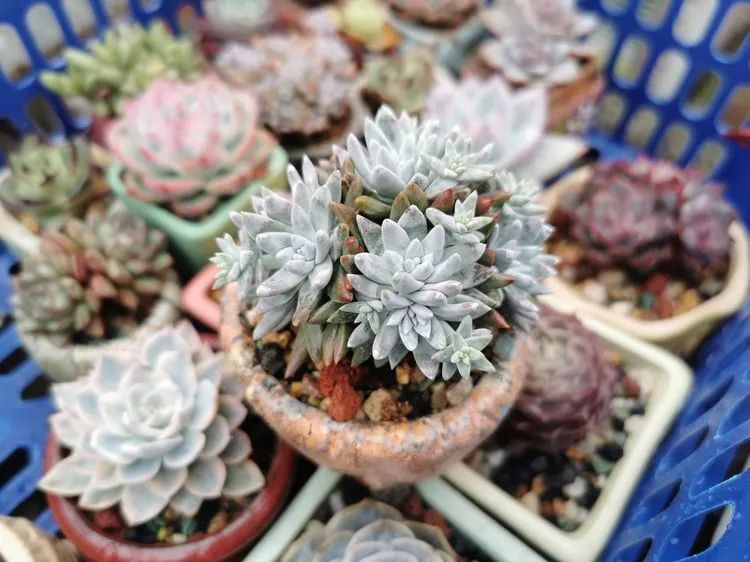 我和多肉,我与多肉