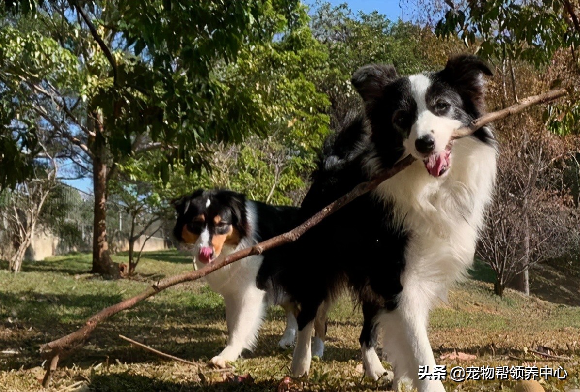 在外超幸福澳牧到家竟成了“废狗”，网友：“喝多了吧？”