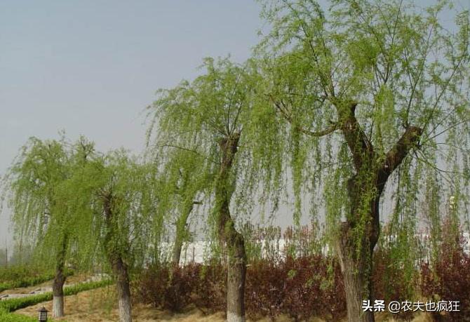 门前栽柳树好不好,房前栽槐树好吗