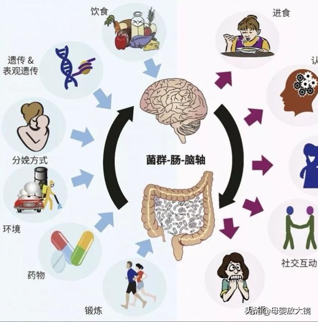 自闭症菌群失调治疗,自闭症孩子营养干预