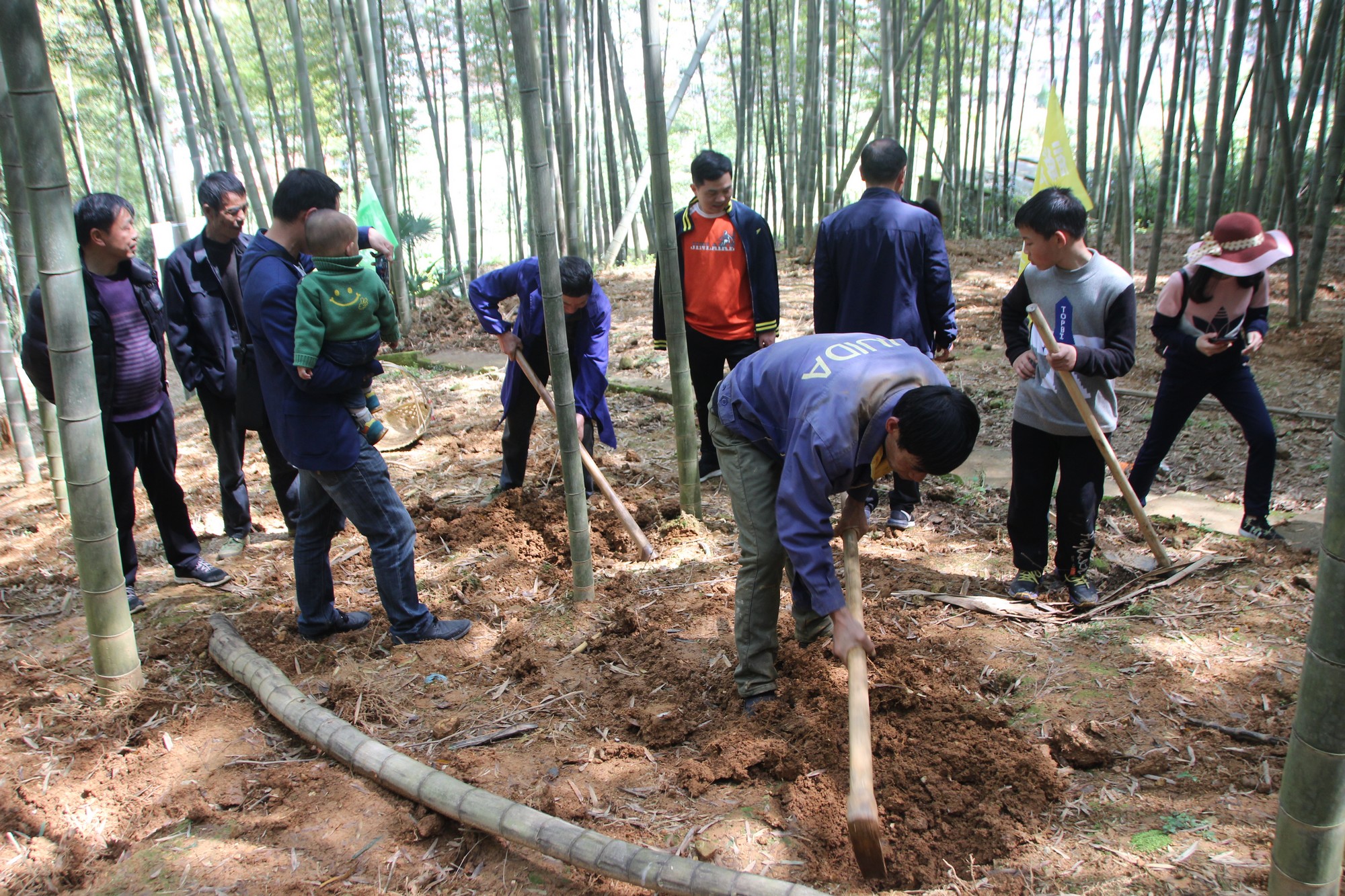 临海黄土山竹笋,浙江竹笋哪里最好