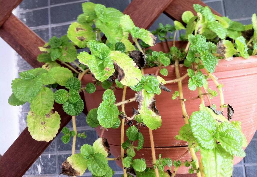 盆栽植物不长也不死怎么办,不易死的盆栽植物