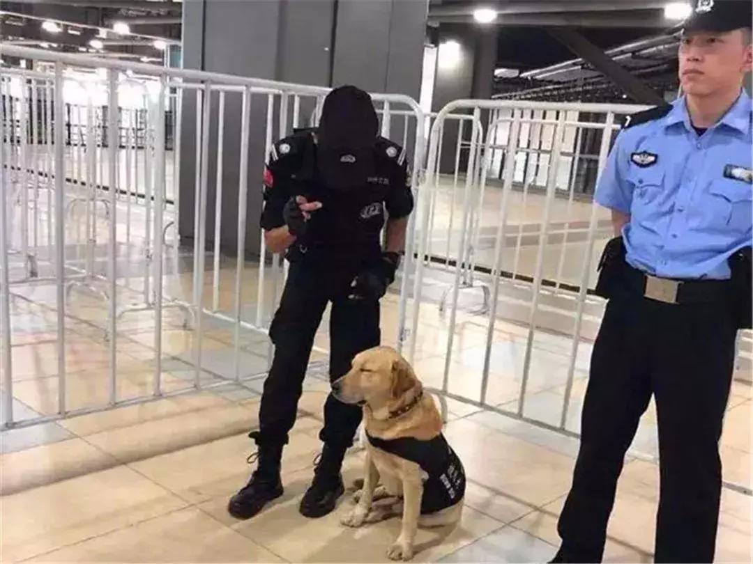 上海小警犬执勤时打盹,警犬累到打盹也站着