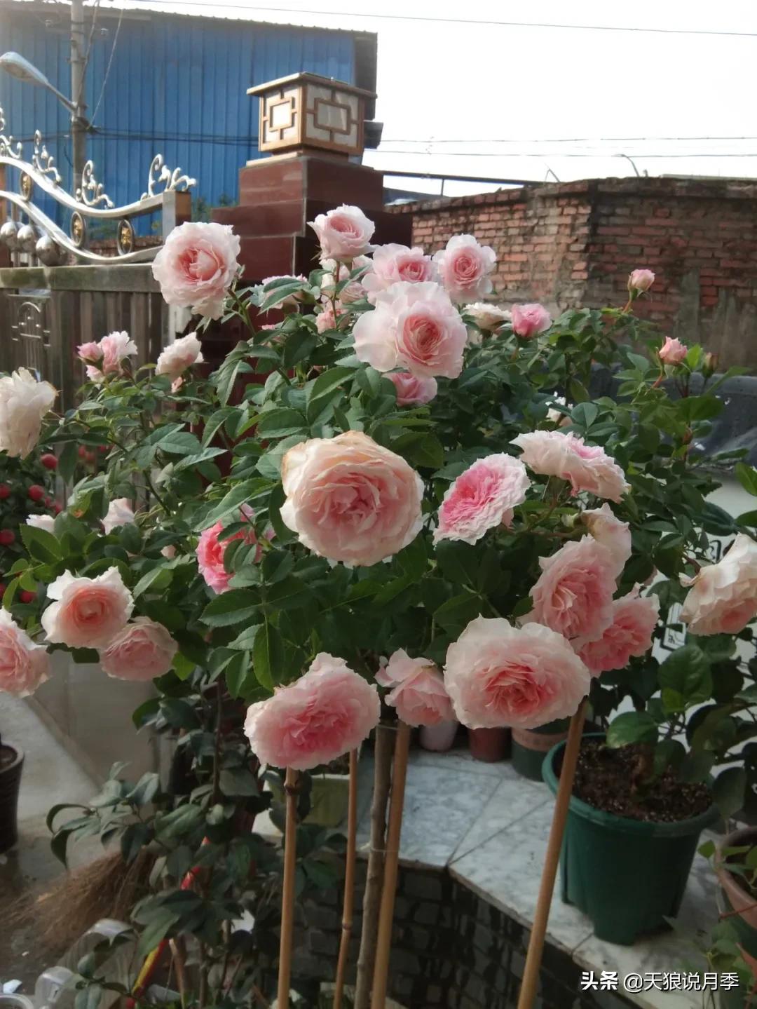 月季花是时候展现真正的技术了 (开春的第一波月季花就这么过去了)