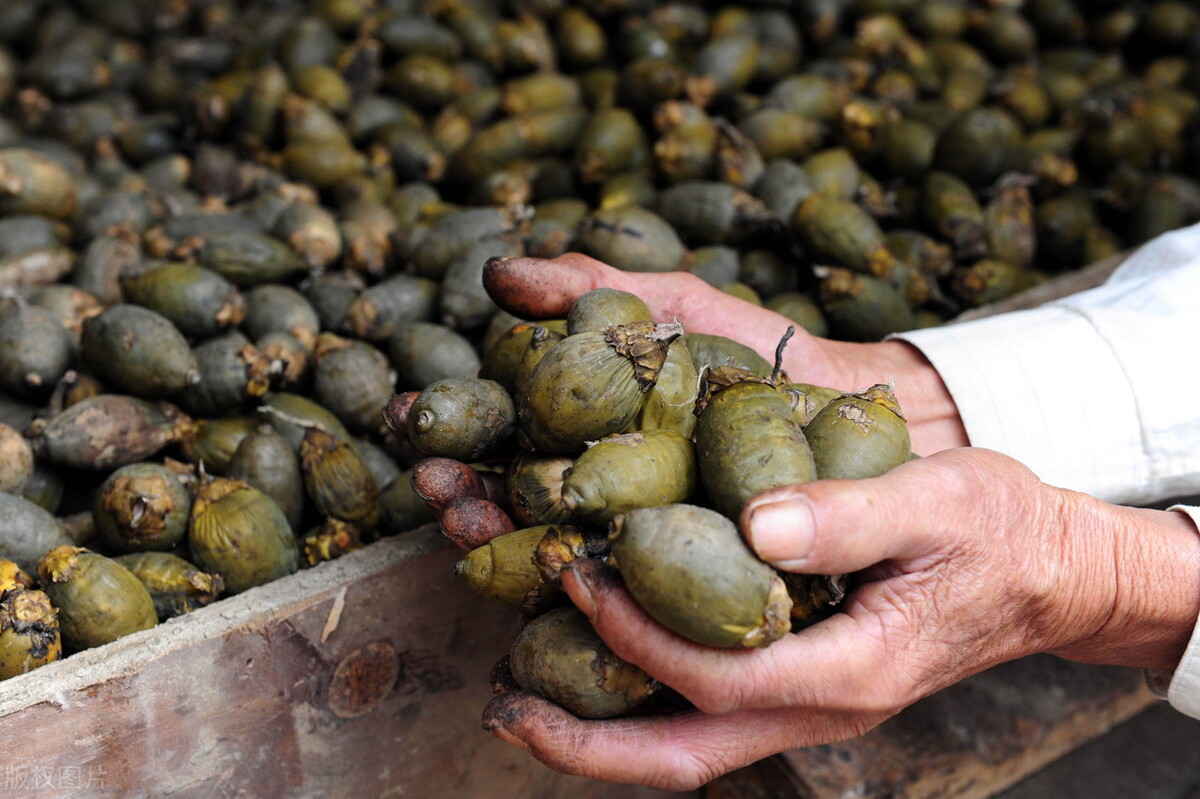 槟榔吃得多会得什么病,槟榔吃得多会是什么样的后果