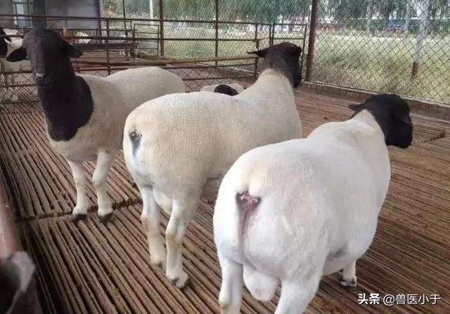 山羊得了软骨病怎么办,山羊容易得链球菌吗