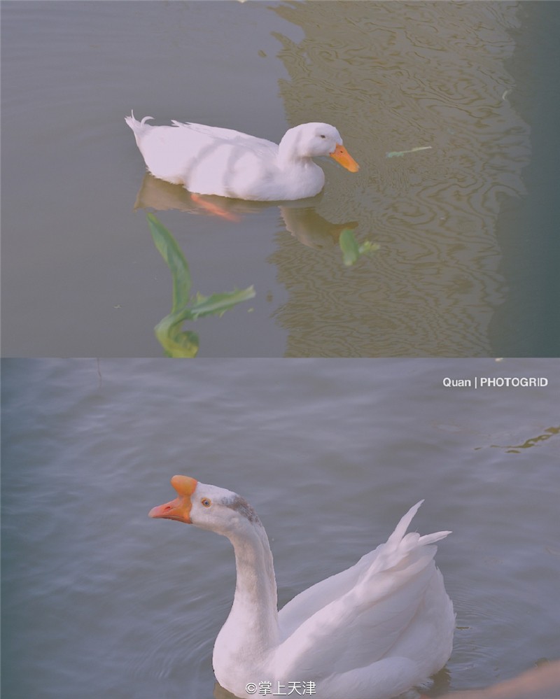 滨海生态城动物园,塘沽5块钱动物园