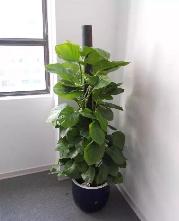 农村绿萝泛滥成灾,绿萝怎么防止烂根