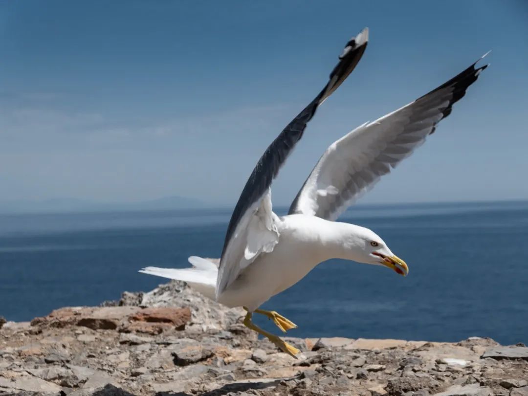 徕卡便携相机徕卡d-lux7测评,徕卡相机d-lux7适合街拍吗