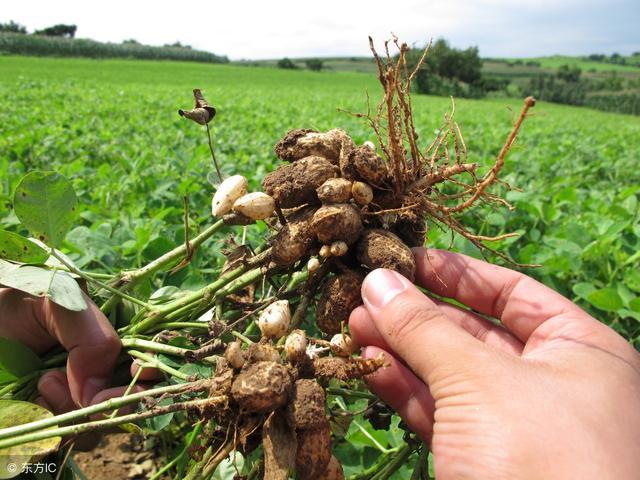 花生疯长结果少的原因,花生疯长