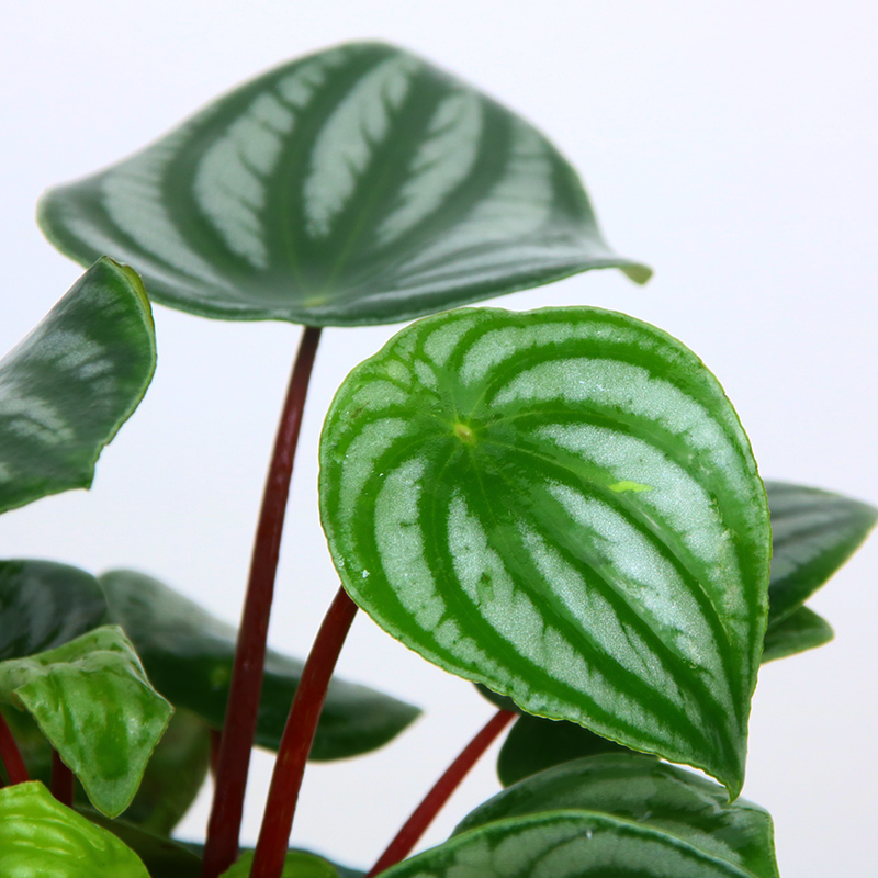 网购的植物好看又好养活的有哪些,网上买什么植物好看好养