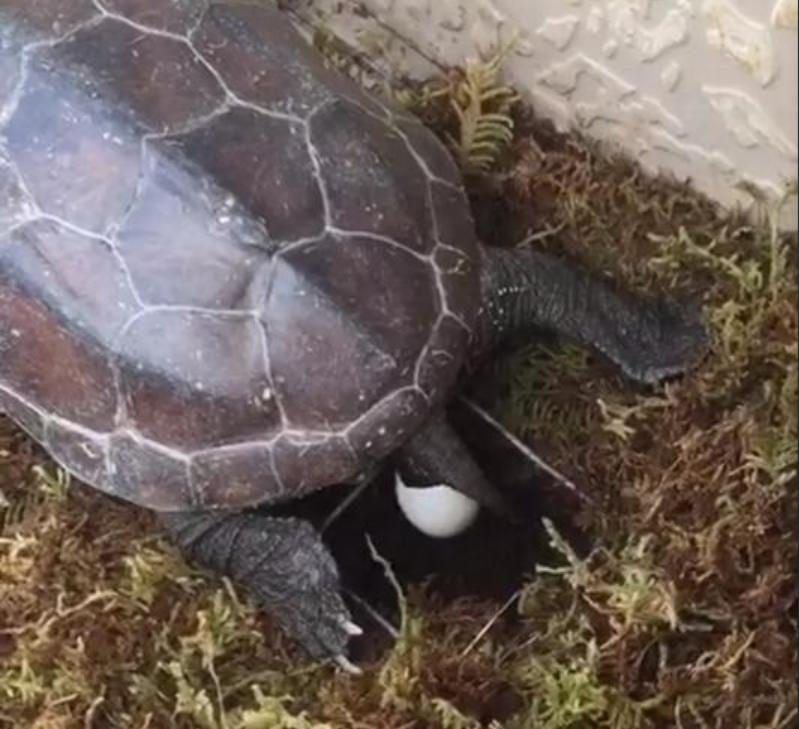 怎么防止黄缘龟埋土,如何防止黄缘龟偷蛋