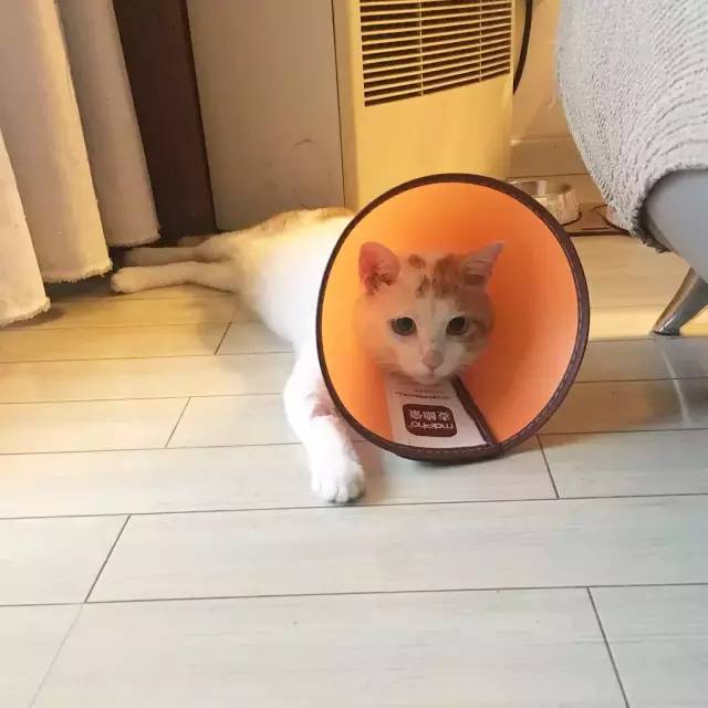 她救下一只得皮肤病脾气巨差的猫咪，花了两个月变身软萌美喵