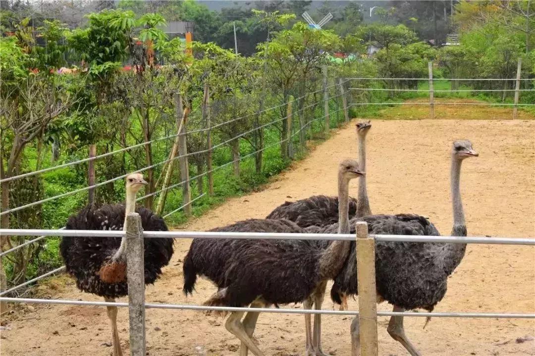 清远七天玩乐,清远一日游最佳景点一览表最新