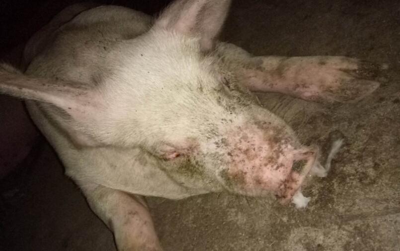 猪感冒了流鼻涕打喷嚏喂点什么药,猪感冒流鼻涕鼻塞用嘴呼吸怎么办