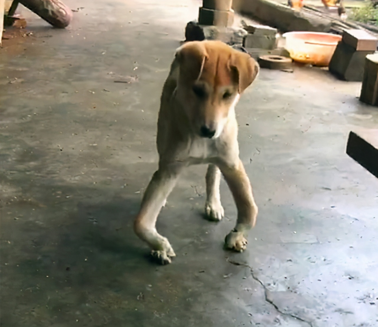 狗狗缺钙严重会站不起来视频,怎么判断狗狗是髌骨脱位还是缺钙