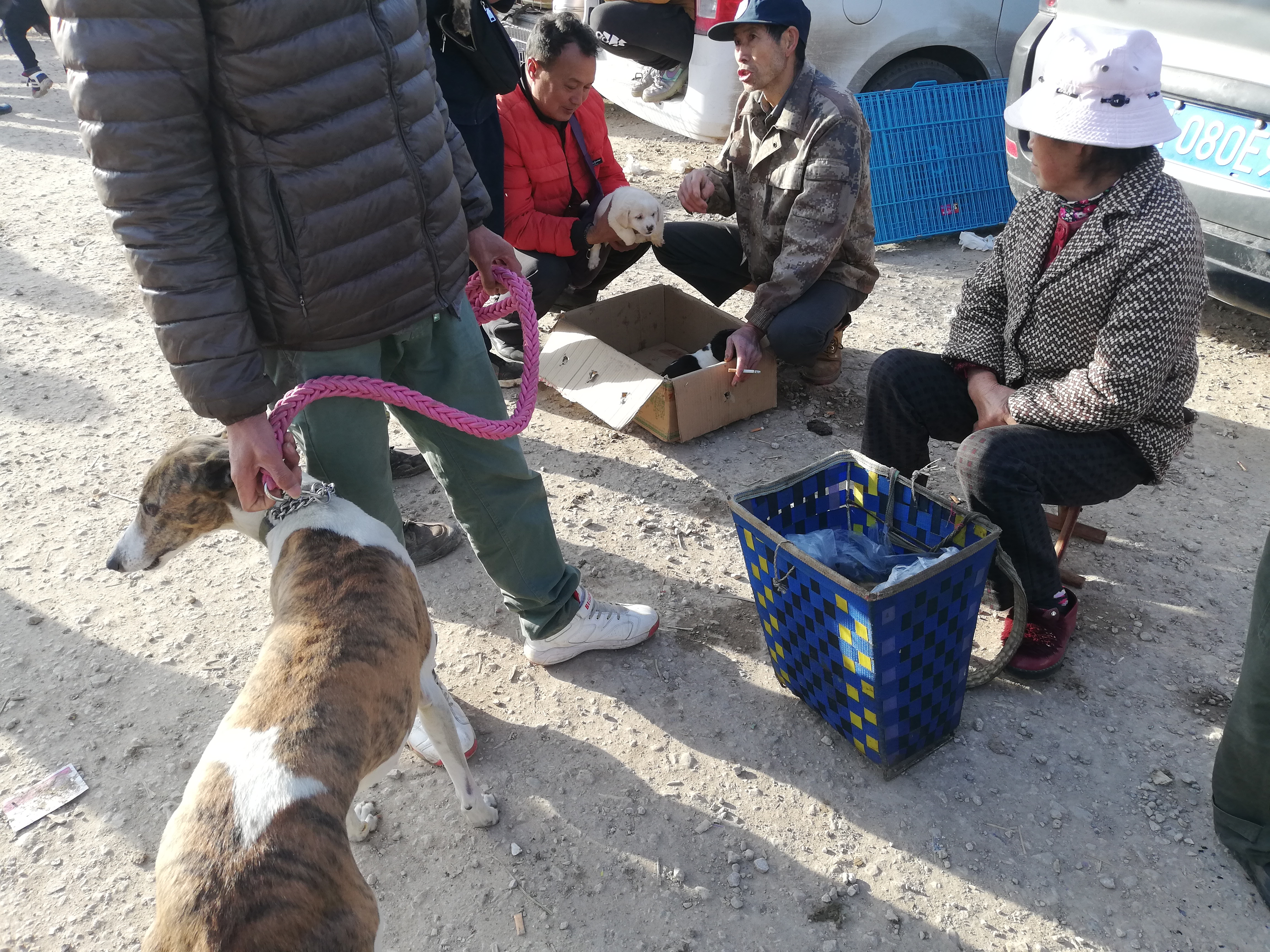 狗贩子纯种土狗,拉布拉多杂交土狗出售