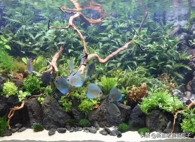 新加坡旅游攻略推荐花园,新加坡花园最新消息