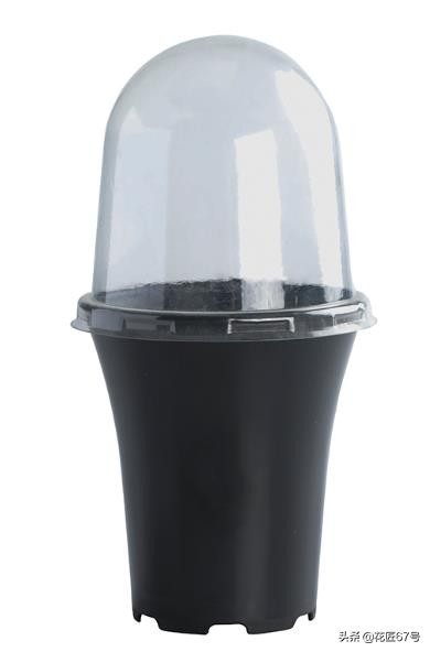 玉露养护小妙招,玉露有点黄怎么办