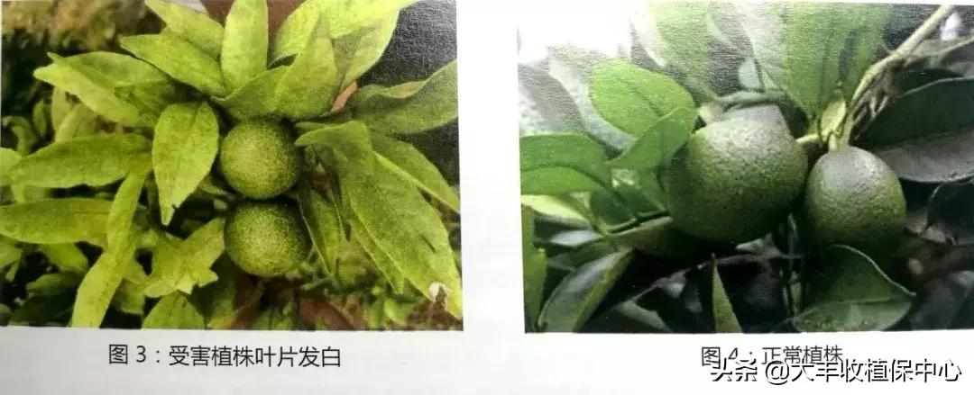 红蜘蛛物理防治妙招,红蜘蛛和壁锈虱打什么药