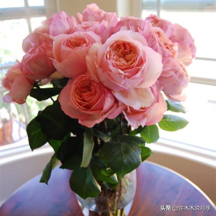 月季扦插发芽又枯萎是什么原因,月季扦插的都发芽了怎么就蔫了