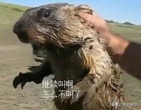 你以为土拨鼠只会尖叫？其实它可能正在骂你