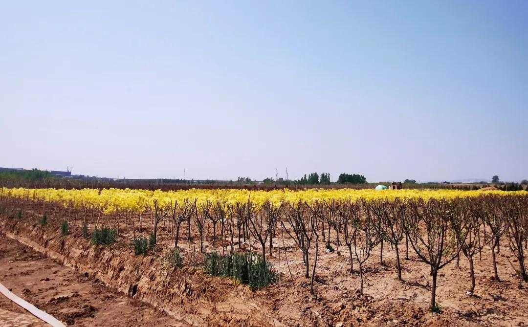 峰峰矿区哪个乡镇最好,峰峰美丽乡村都有哪些