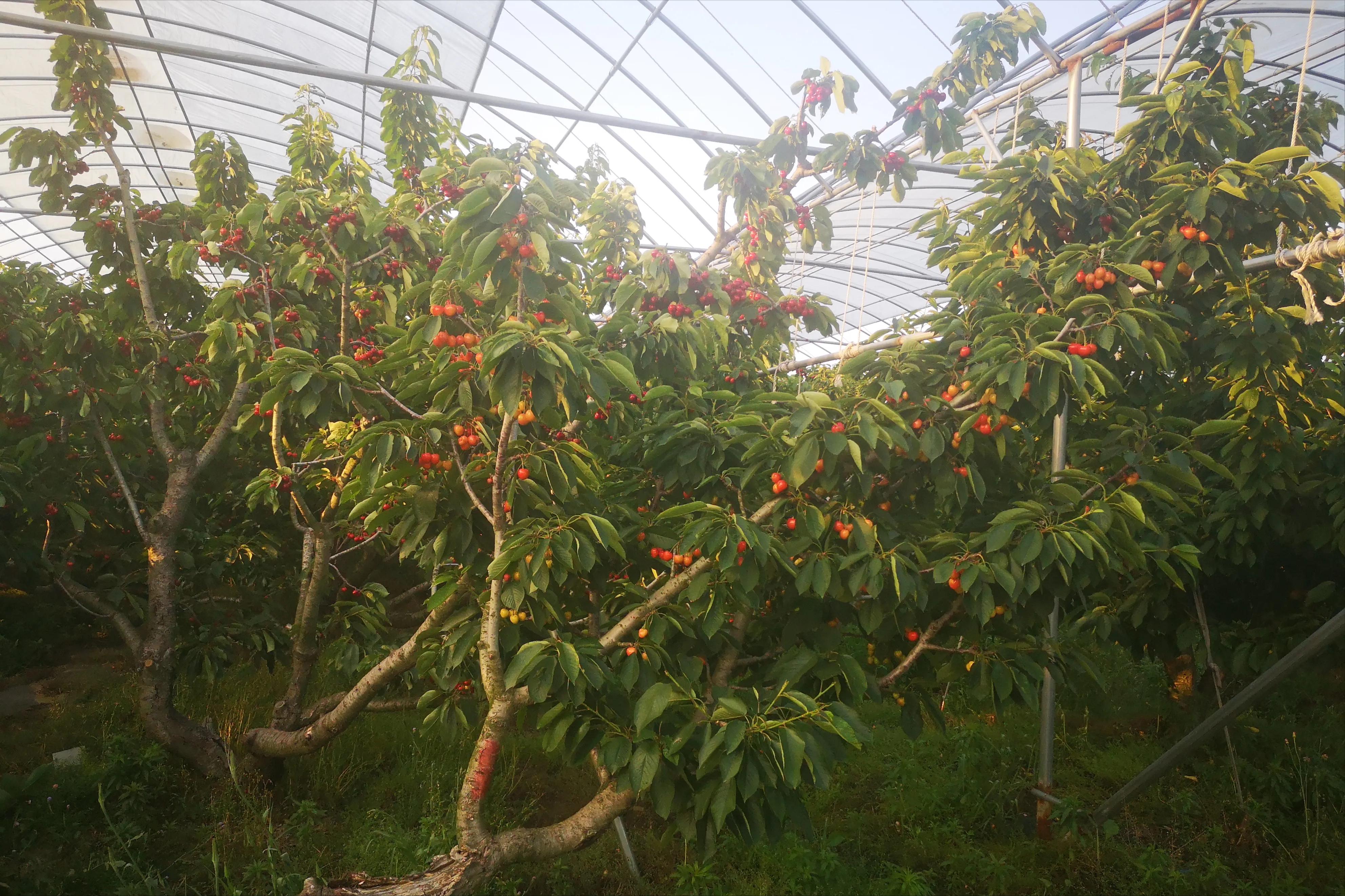 大樱桃裂果咋办？我国农民有一“神奇操作”，专家反对，照样大火