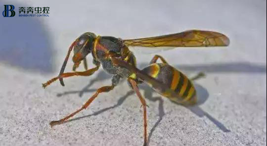 被马蜂叮了如何处理,被巨型马蜂叮了怎么办