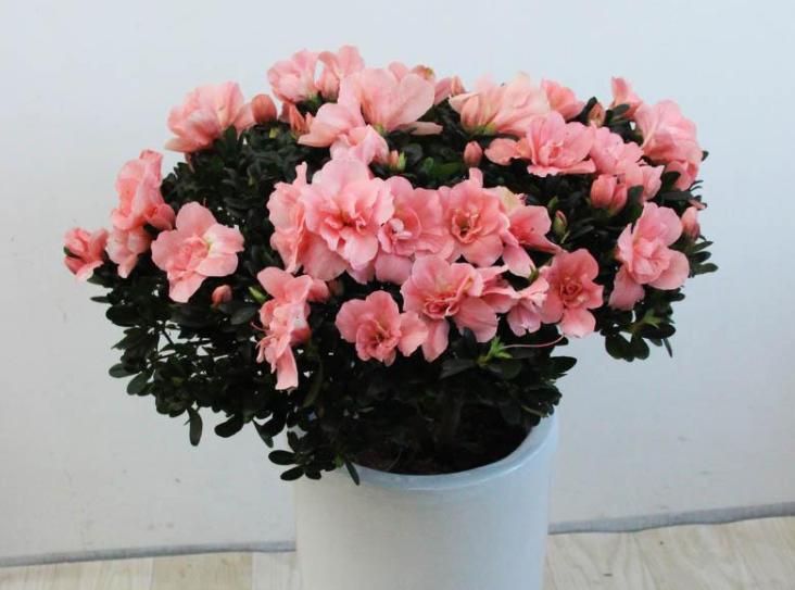 杜鹃花后怎么管理才能复花,杜鹃花开败了修枝修太多怎么办