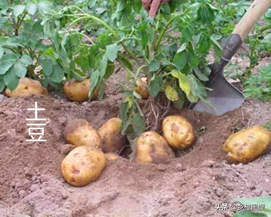 土豆为什么是第四大粮食作物,土豆祖先是什么