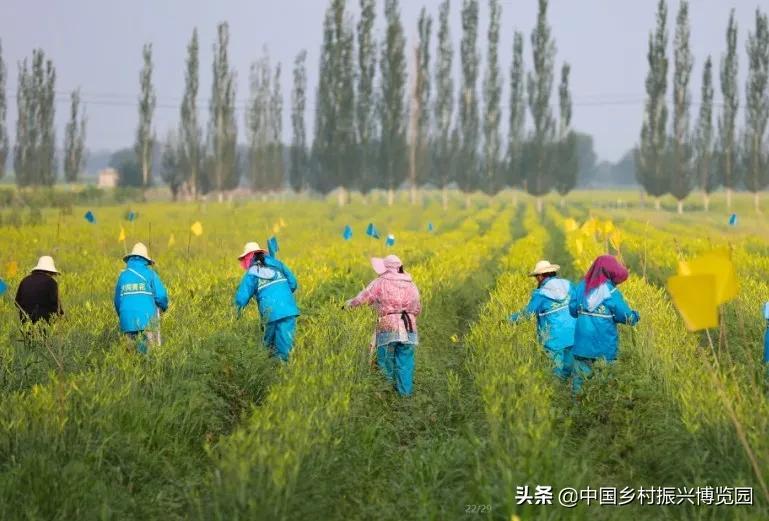井陉人做了什么,井陉优秀人物