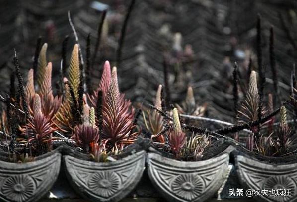 长在农村砖房上的植物,长在农村房顶瓦片上的植物