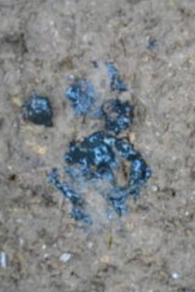 大鸡拉白屎拉稀啥药最好,鸡子拉稀红色的大便