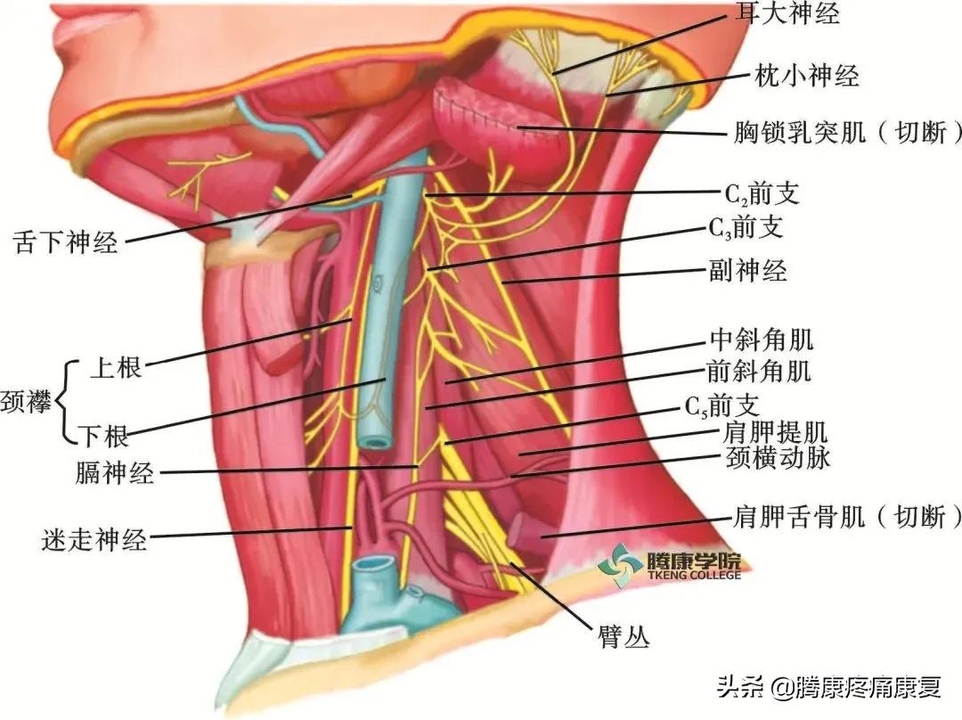 最全！脊神经系统汇总