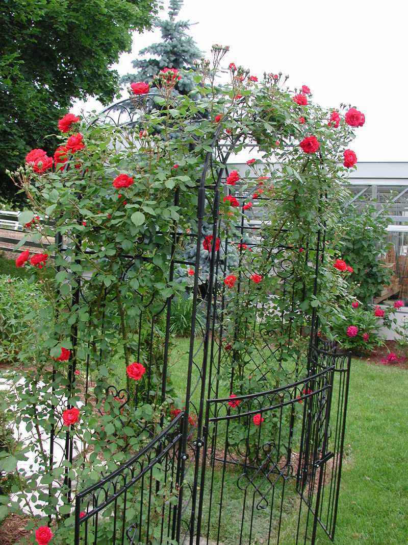 藤本月季花的冬季修剪,藤本月季太茂密花后修剪