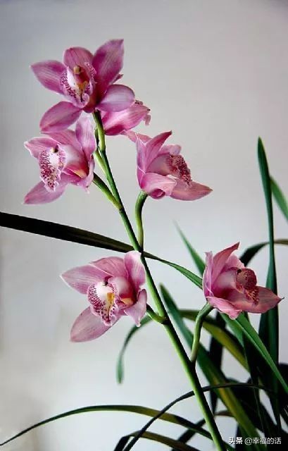 中国十大名花图片及花语,山茶花是中国十大名花吗