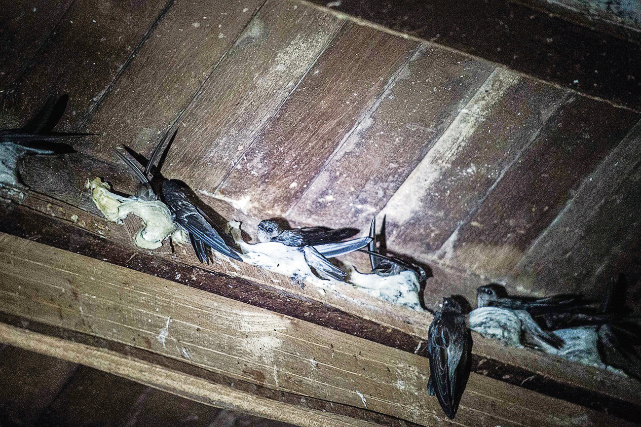 都是燕窝惹的祸？爪哇金丝燕：飞得快不如被团灭快