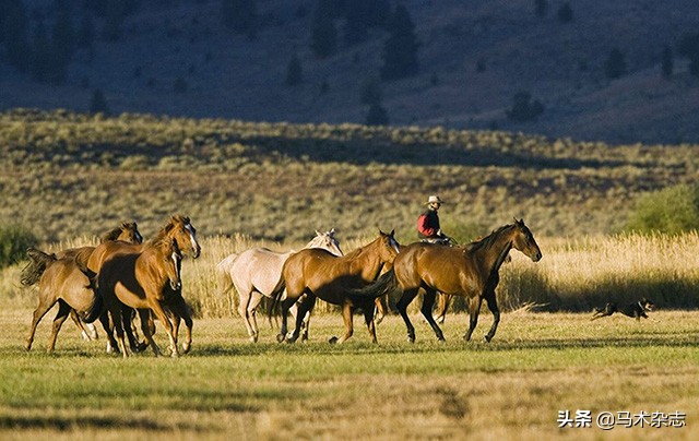 骑马是怎么样的体验,会骑马吗什么意思