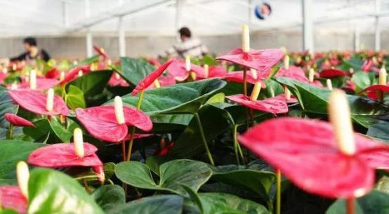 红掌如何救活,怎么救活红掌烂根