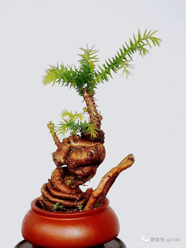 澳洲杉怎么长出漂亮根部,澳洲杉能用赤玉土种植吗