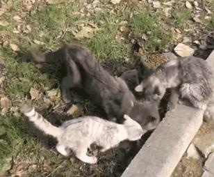 上海猫贩子扔出几十只病重品种猫,上海后院猫舍丢弃50多只病猫