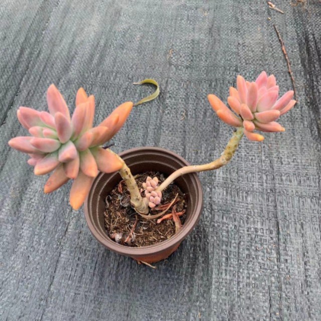 不易徒长易上色的阳台多肉,容易徒长的多肉有哪些