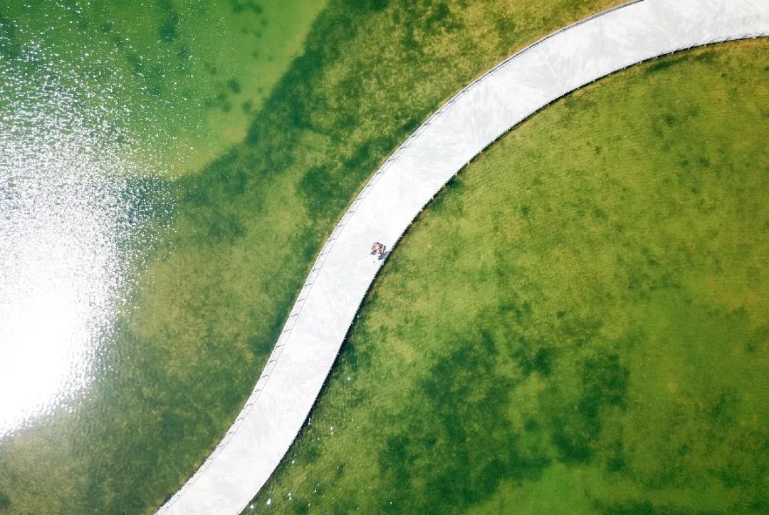 珍稀鸟类现身成都,在双流春游看花