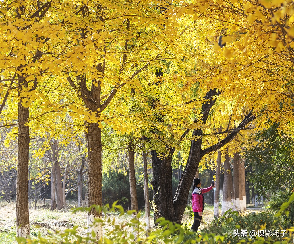 北京看银杏树林最好的地方,丰台区银杏林地址